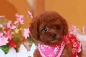 我家茶杯犬不爱在自己的窝里睡觉是为什么(茶杯犬)