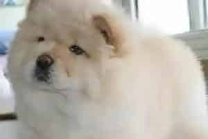 眼部护理技巧 如何给松狮犬点眼药水(松狮犬)