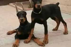 杜宾犬狗瘟中期应该如何治疗(杜宾犬)