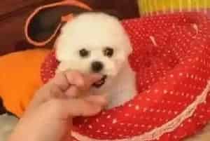食疗与药物是治疗比熊犬上火的良方(比熊犬)