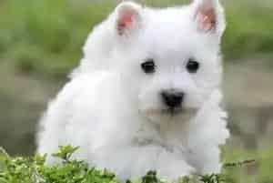 西高地犬最佳训练时期：出生2个月以后(西高地)