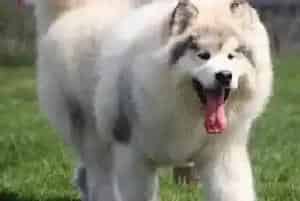 如何照顾两个月的阿拉斯加犬(阿拉斯加犬)