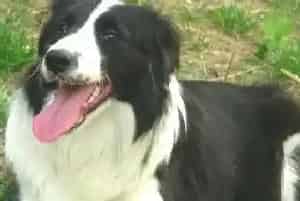 宠物牙齿护理专家如何让边境牧羊犬拥有一口好牙(边境牧羊犬)