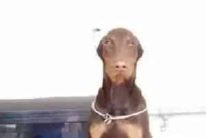 可以让杜宾犬毙命的人类用药(杜宾犬)