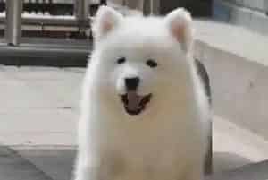 萨摩耶得了犬窝咳怎么治疗才能康复(萨摩耶)