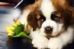 给圣伯纳犬洗澡选对洗毛精最重要(圣伯纳犬)
