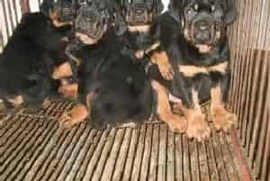 如何给罗威纳幼犬顺利断奶(罗威纳犬)