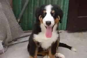 怎样拯救吃了老鼠药的伯恩山犬(伯恩山犬)