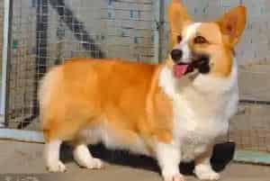 怎样让柯基犬既听话又安全的服用口服药片(柯基犬)