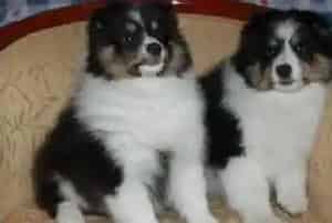 喜乐蒂犬咳嗽有痰,可是咳不出来(喜乐蒂)