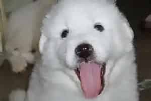 大白熊犬突然不吃饭了而且拉肚子这是为什么(大白熊犬)