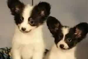 蝴蝶犬拉血很严重到底是什么原因(蝴蝶犬)