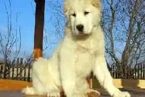 给中亚牧羊犬准备急救箱要包含9种物品(中亚牧羊犬)