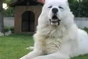 文明训狗 让高加索犬讲文明懂礼貌的方法(高加索犬)