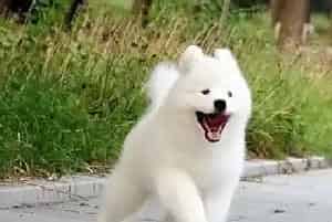 如何解决给萨摩耶犬上眼药水困难的事情(萨摩耶)