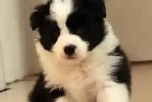 生活必需品 边境牧羊犬需要哪些生活用品(边境牧羊犬)