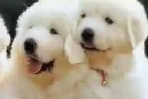 怎样让大白熊犬迷恋上狗粮的美味(大白熊犬)