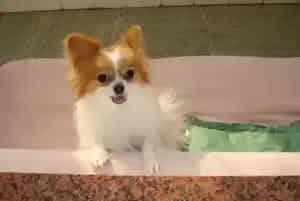 让蝴蝶犬乖乖吃药的小秘籍(蝴蝶犬)