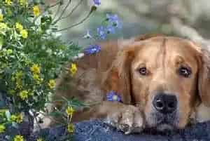 超级家庭医生 金毛犬忧郁症的症状和改善方式(金毛)