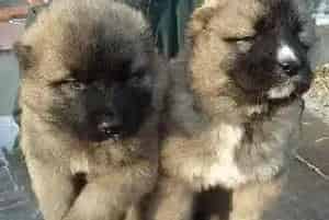 宠物狗狗的日常毛发护理之如何给高加索犬梳理毛发(高加索犬)