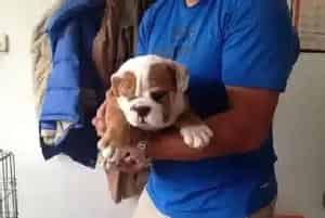 斗牛犬总叼拖鞋应如何训练它 求解答(英国斗牛犬)