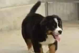 如何为受伤的伯恩山犬打麻醉药(伯恩山犬)