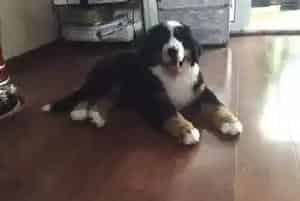 不能给伯恩山犬使用的人类药物有哪些(伯恩山犬)