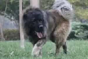 高加索犬需要补钙应吃什么钙片 每天吃多少(高加索犬)