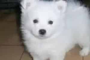 给银狐犬滴眼药水的小技巧(银狐犬)