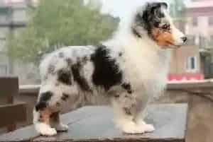 怎样选择最适合喜乐蒂犬的狗链(喜乐蒂)