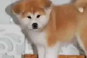 怎样合理解决好秋田犬的扑人问题(秋田犬)