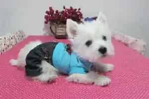 西高地犬心情不好主人应该怎么做(西高地)