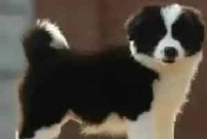 边境牧羊犬被诊断出犬窝咳怎么治疗(边境牧羊犬)