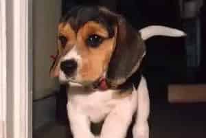 人用的药物能给比格犬用吗(比格犬)