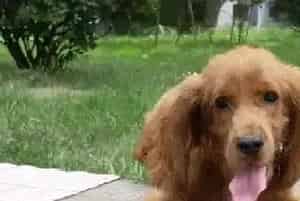 我爱做手工 巧手制作可卡犬温暖的狗窝(可卡犬)