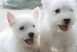 炎炎夏日饲养西高地需要注意的五大要点(西高地)