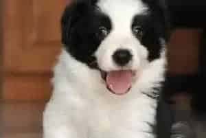 三个月的边境牧羊犬总爱啃纸箱没什么事吧(边境牧羊犬)