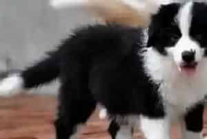 边境牧羊犬不肯在自己窝里睡觉是为什么(边境牧羊犬)