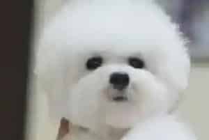 怎样给比熊犬选择安全无毒的驱虫药(比熊犬)