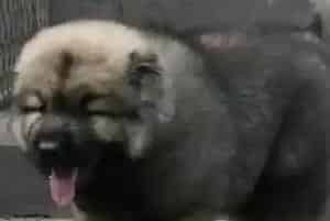 高加索犬不能服用的危险药品有哪些(高加索犬)