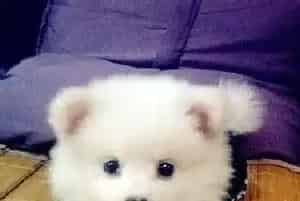 银狐犬患上感冒最好的治疗方法与最适合的药(银狐犬)