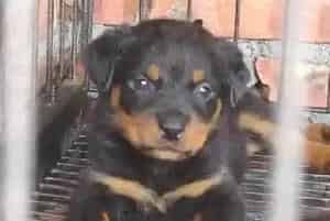 给罗威纳犬梳毛有哪些小技巧(罗威纳犬)