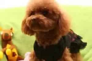 贵宾犬咳嗽干呕是犬窝咳的症状吗(贵宾犬)