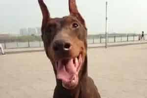 杜宾犬不爱出窝十分嗜睡正常吗(杜宾犬)