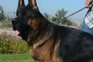 饲养德国牧羊犬日常生活中必备的药品(德国牧羊犬)