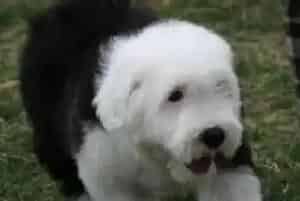 弄清楚古代牧羊犬爱吃便便的原因再对症下药(古代牧羊犬)