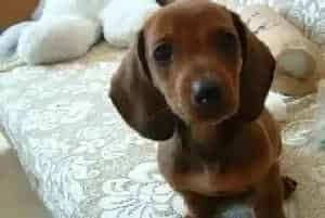 腊肠犬患上抑郁症如何诊断(腊肠犬)