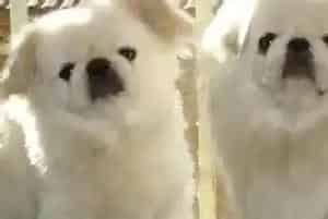 护理全程指导 寒冷冬季京巴犬外出期间应注意什么(京巴狗)