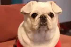 宠物狗一生的健康基石之轻松判断出巴哥犬是否肥胖(巴哥犬)