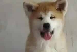 秋田犬吃什么可以增加毛发的颜色(秋田犬)